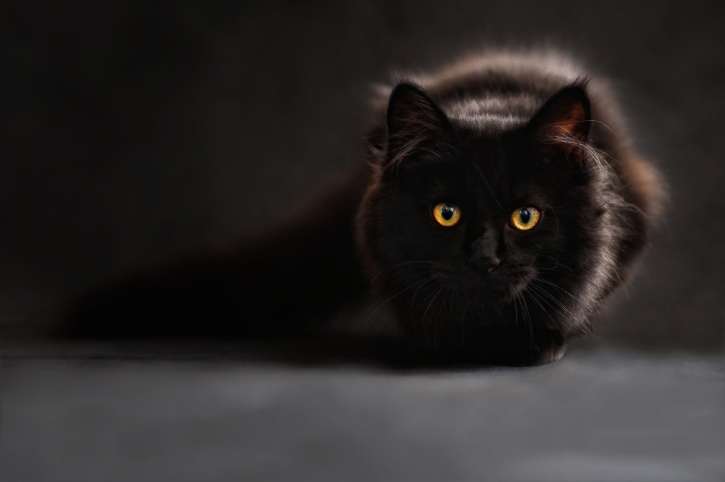Black cat staring at camera.